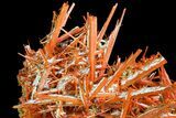 Bright Orange Crocoite Crystal Cluster - Tasmania #171698-5